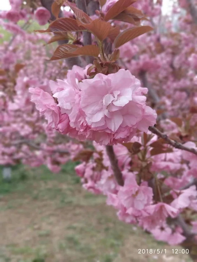 sakura 相册封面
